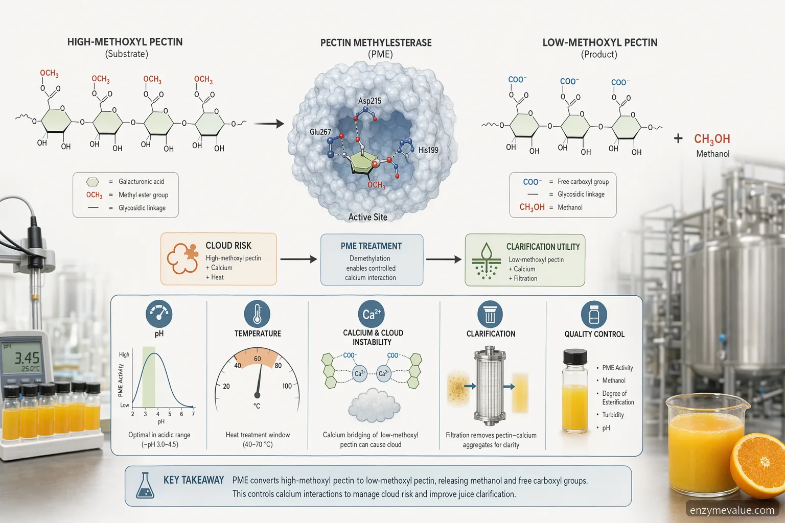 application of pectin methylesterase juice process diagram showing pectin demethylation, pH heat ranges and cloud risk