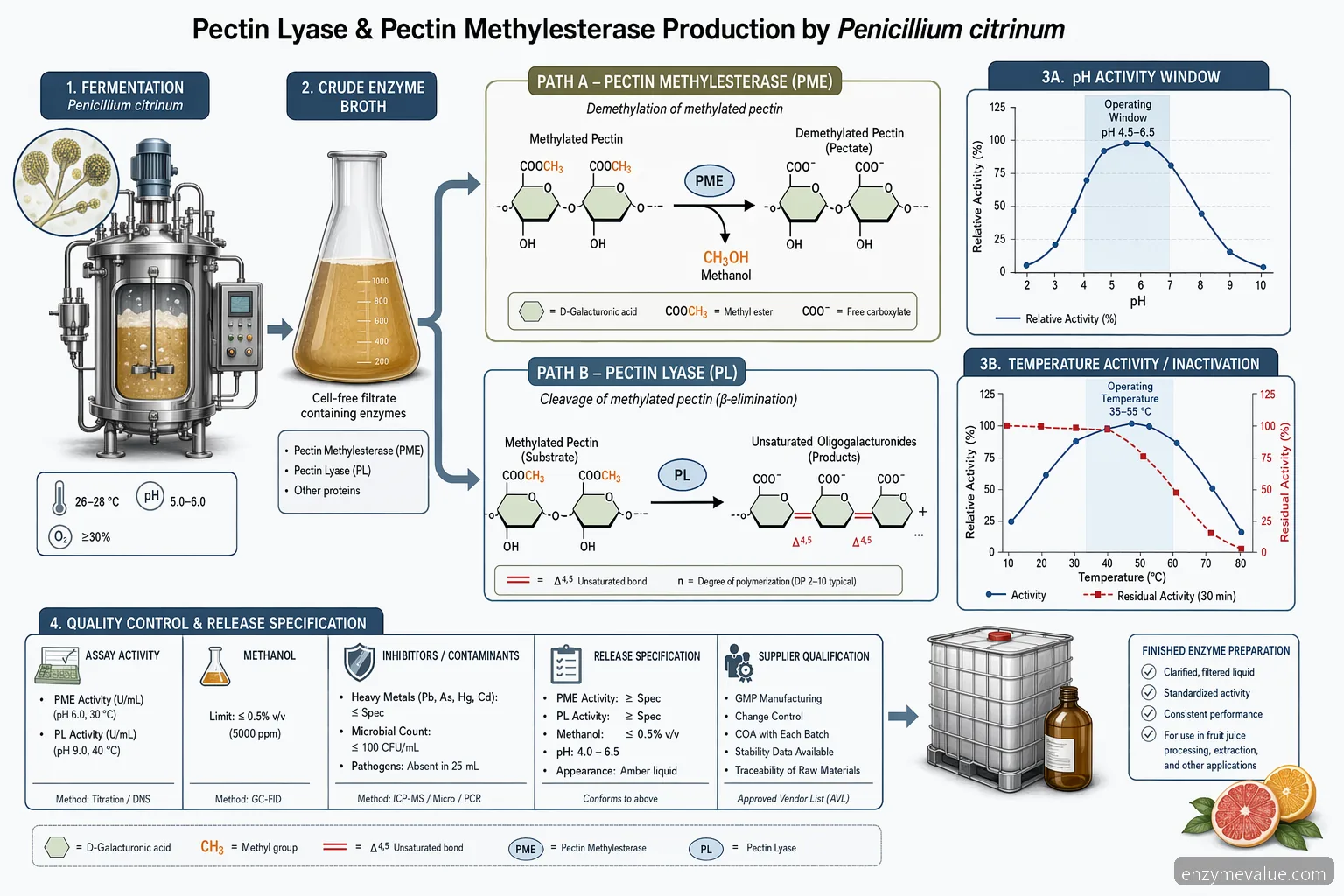 Механизъм на pectin lyase and pectin methylesterase production by Penicillium citrinum, реакции с пектин, pH и температура