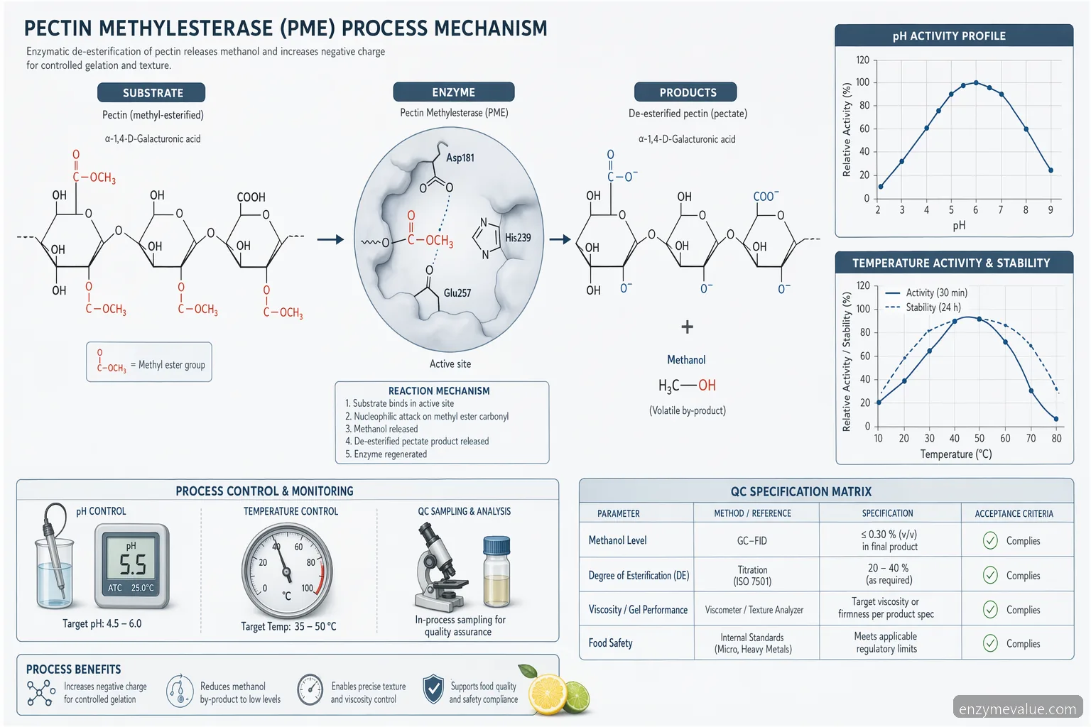 Procesguide til pectin methylesterase og methanolproduktion, der viser pektinde-esterificering til pektat og methanol
