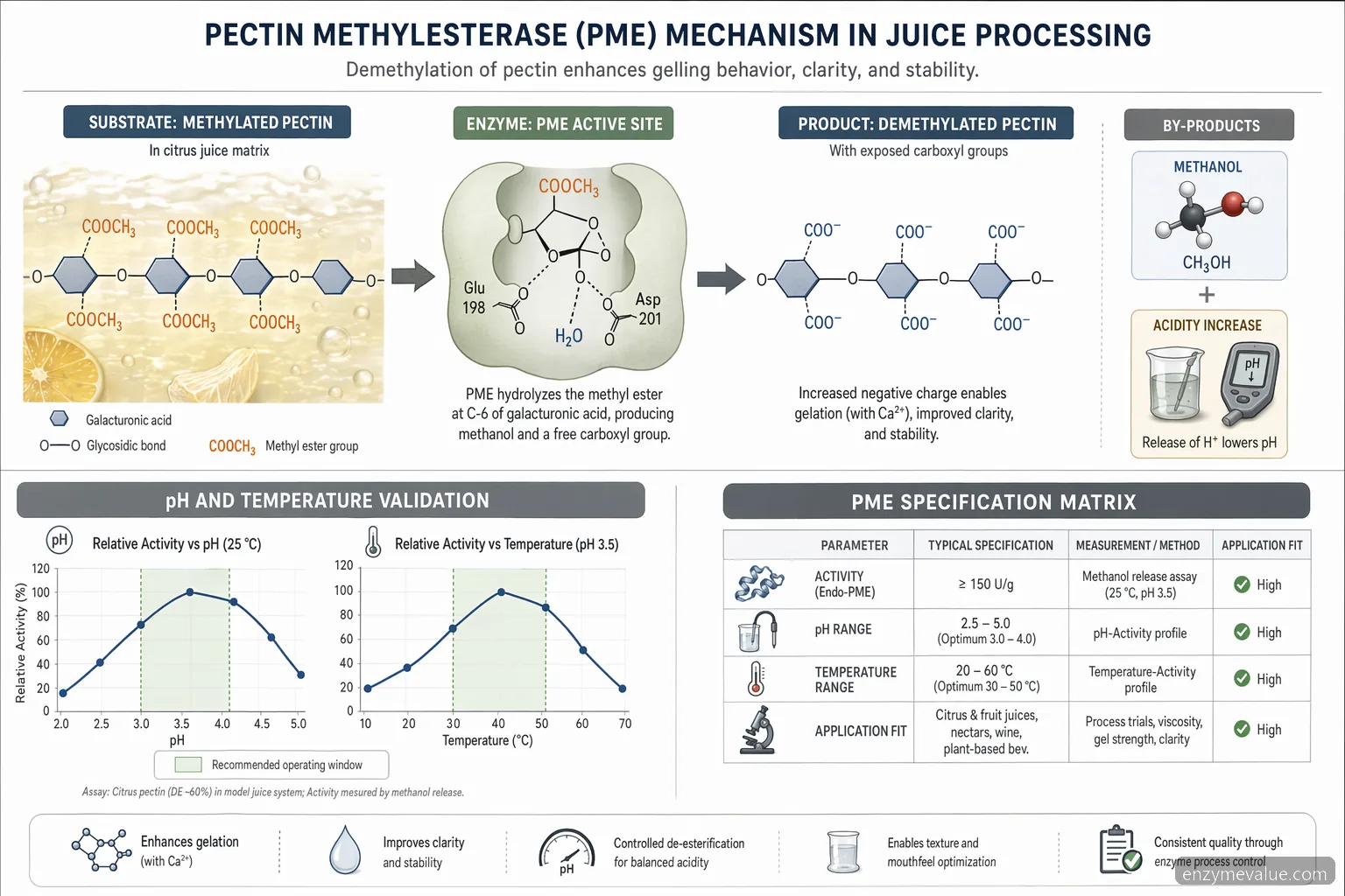 Механизъм за pectin methylesterase supplier for juice processing, с деметилиране на пектин и pH и температурни прозорци